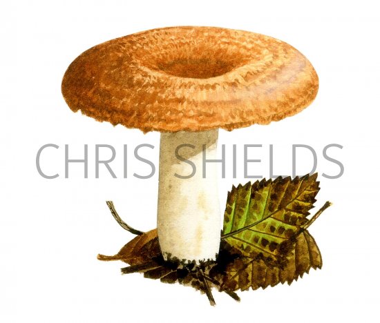 Illustration of Lactarius torminosus (Woolly Milkcap) (#1926)