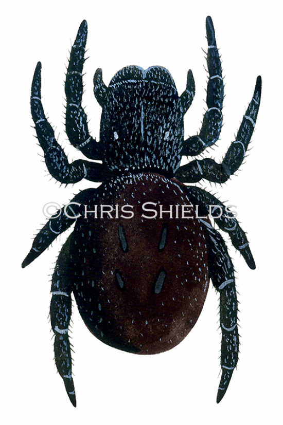 Illustration of Ladybird Spider female (Eresus sandaliatus) (#4238)