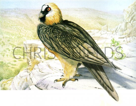 Illustration of Lammergeyer or Bearded Vulture (Gypaetus barbatus) (#1759)