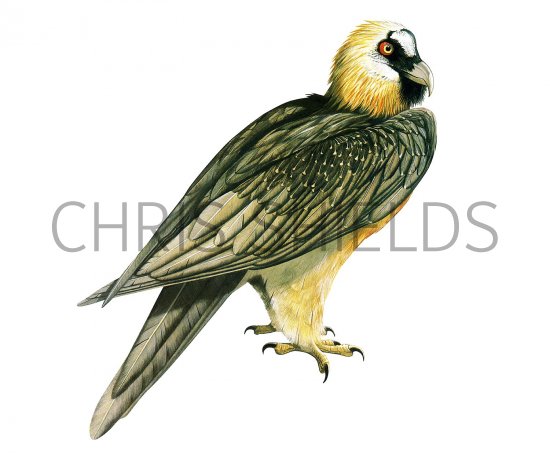 Illustration of Lammergeyer or Bearded Vulture (Gypaetus barbatus) (#3699)