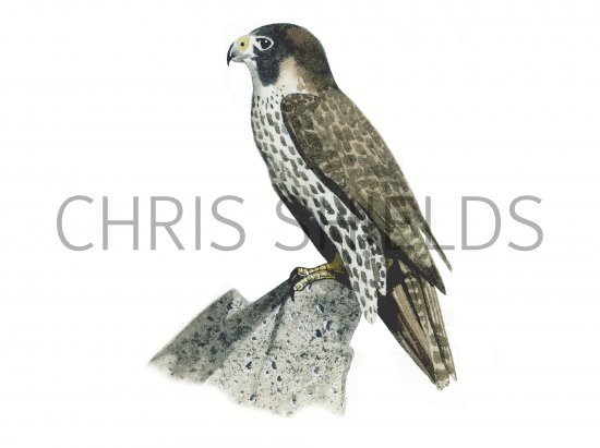 Illustration of Lanner Falcon (Falco biarmicus) (#0542)