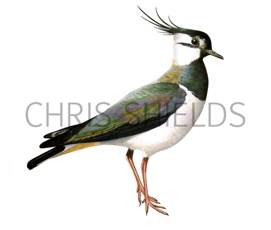 Illustration of Lapwing (Vanellus vanellus) (#2091)