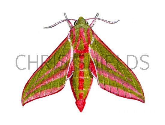 Illustration of Large Elephant Hawkmoth (Deilephila elpenor) (#1349)
