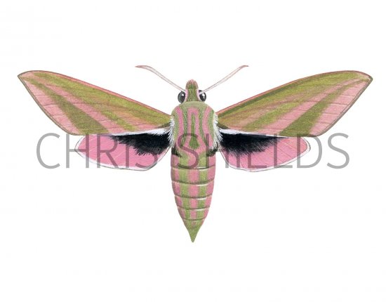 Illustration of Large Elephant Hawkmoth (Deilephila elpenor) (#2460)
