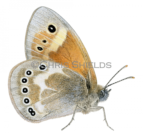 Illustration of Large Heath (Coenonympha tullia rothliebii) (#4382)