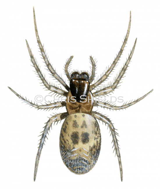 Illustration of Large Lace-web Spider (Amaurobius similis) (#1219)