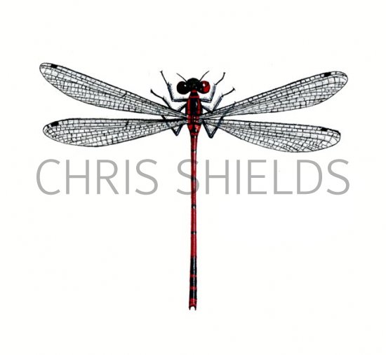 Illustration of Damselfly (Large Red) Pyrrhosoma nymphula (#1290)