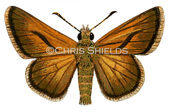Illustration of Large Skipper (Ochlodes venatus) (#1386)