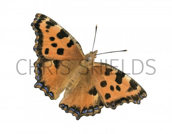 Illustration of Large Tortoiseshell (Nymphalis polychloros) (#4141)