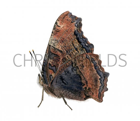 Illustration of Large Tortoiseshell (Nymphalis polychloros) (#4142)