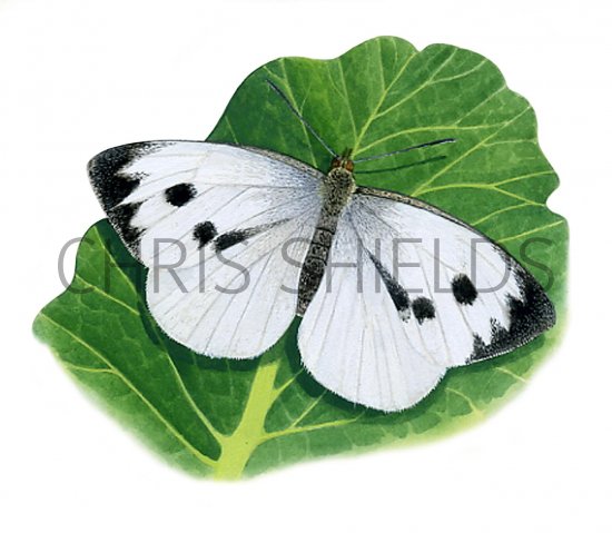 Illustration of Large White (Pieris brassicae) (#2867)