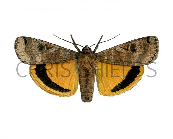 Illustration of Large Yellow Underwing (Noctua pronuba) (#2461)