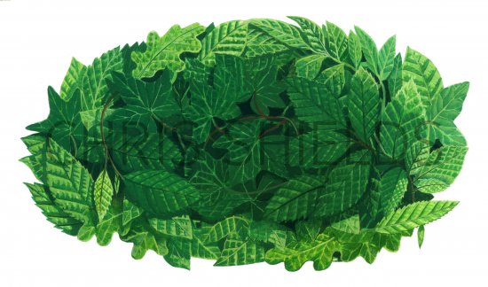 Illustration of Leaves (#2595)
