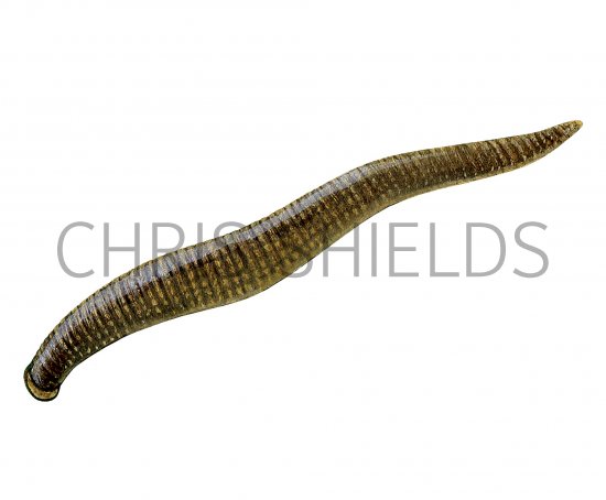 Illustration of Leech (Erpobdella octoculata) (#2281)