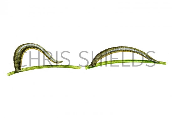 Illustration of Leech (showing mode of locomotion) (#2289)