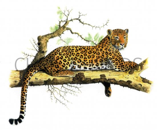 Illustration of Leopard (Panthera pardus) (#0272)