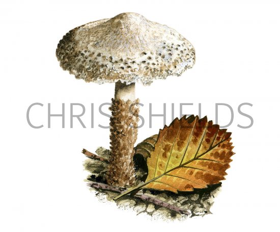Illustration of Lepiota jacobi (#3511)