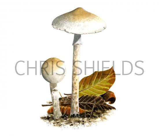 Illustration of Lepiota subalba (#3352)