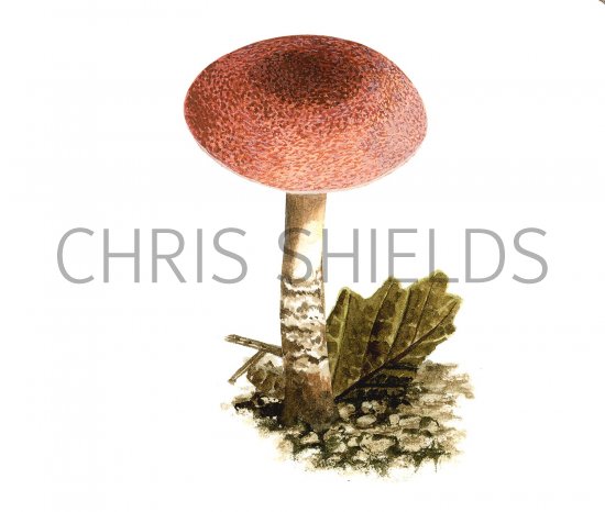 Illustration of Lepiota subincarnata (Fatal Dapperling) (#3480)