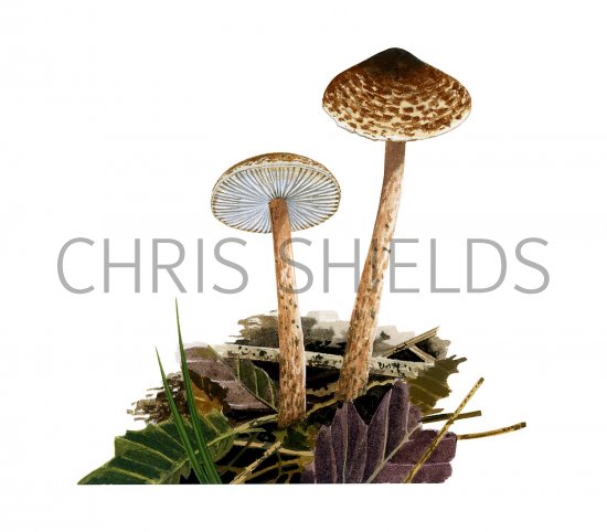 Illustration of Lepiota tomentella (#3355)