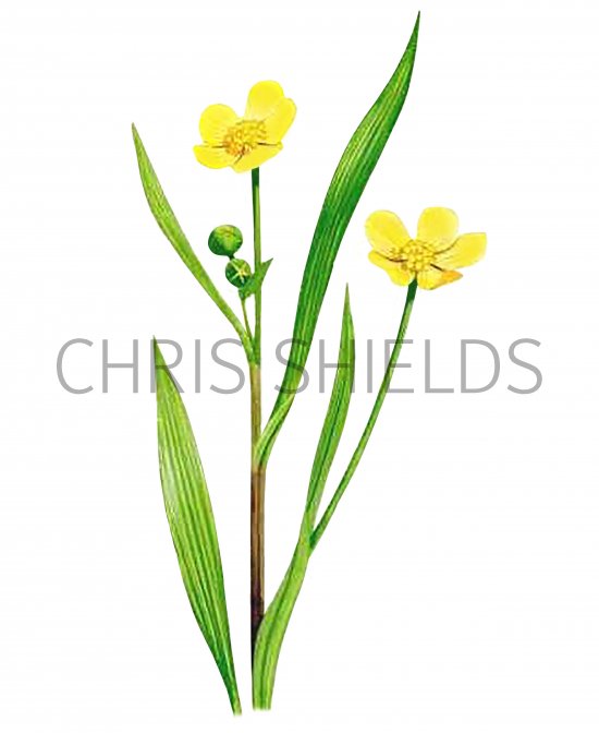 Illustration of Lesser Spearwort (Ranunculus Flammula) (#4138)
