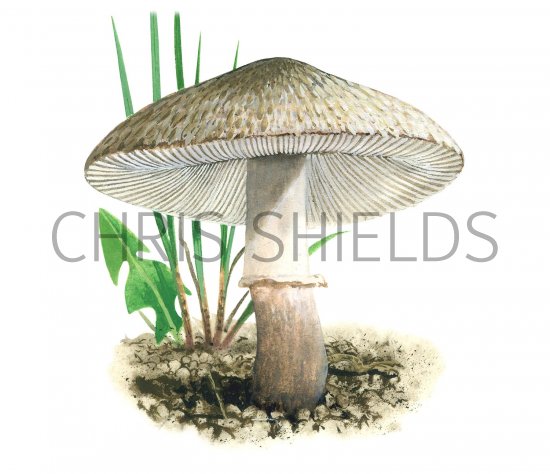 Illustration of Leucoagaricus barssii (#3515)
