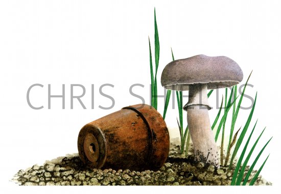 Illustration of Leucoagaricus carneifolis (#3521)
