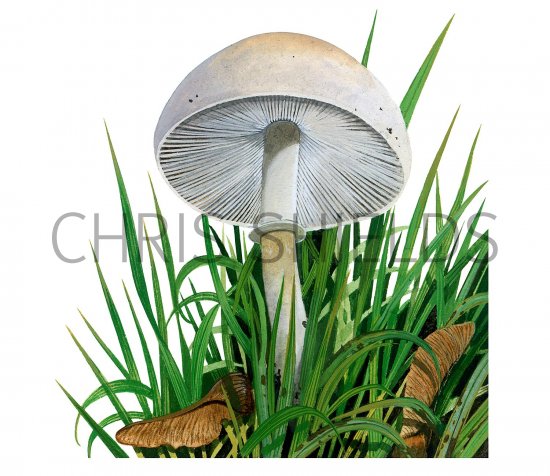 Illustration of Leucoagaricus levcothites (#3522)