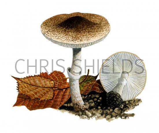 Illustration of Leucoagaricus marriagei (#3526)
