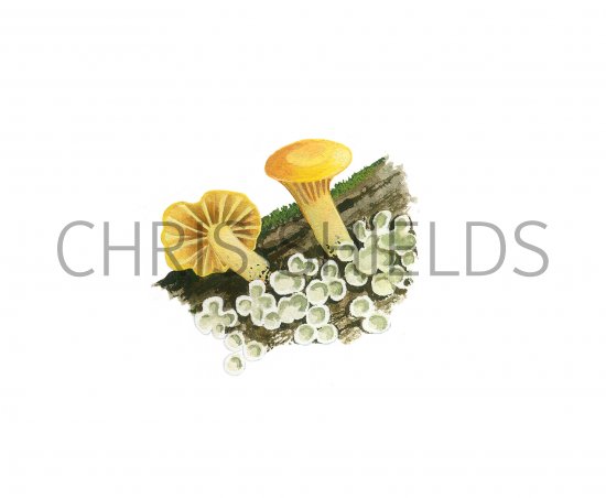 Illustration of Lichenomphalia alpina (Sunburst LIchen) (#3920)