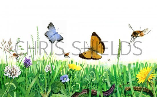 Illustration of Life in a Lawn (Insects and Flowers) (#0763)