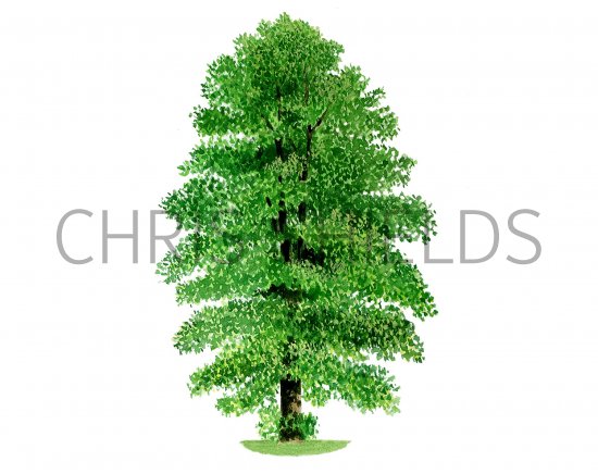 Illustration of Small Leaved Lime   Tree (Tilia cordata) (#0992)