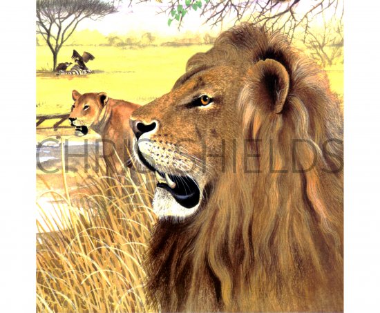 Illustration of Lion (Panthera leo) (#0671)