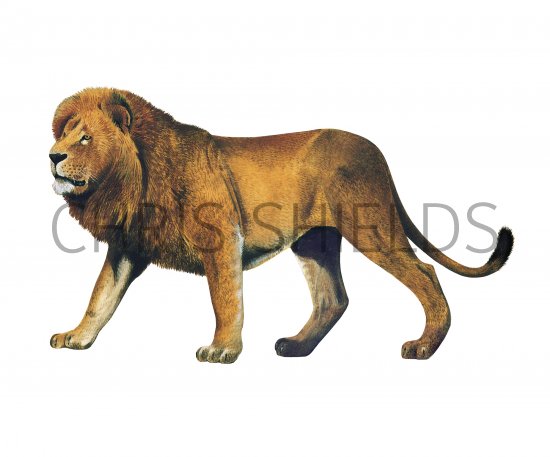 Illustration of Lion (Panthera leo) (#4178)