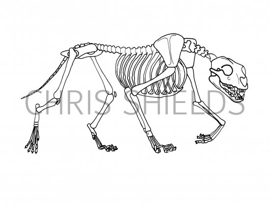 Illustration of Lion Skeleton (Panthera leo) (#1438)