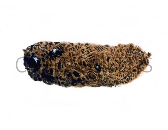 Illustration of Little Owl pellet (Athene noctun) (#0859)