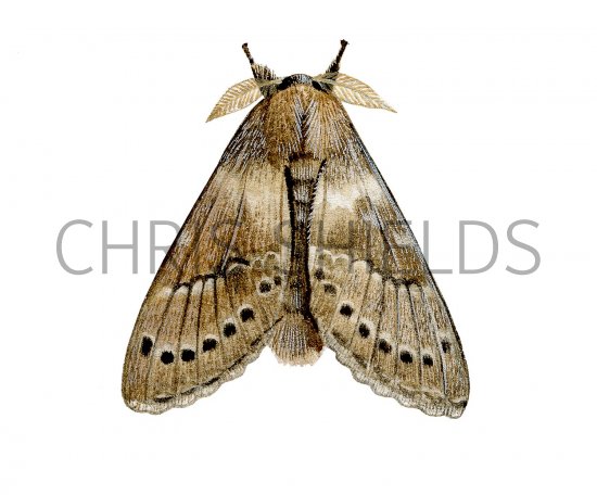 Illustration of Lobster Moth (Stauropus fagi) (#2475)