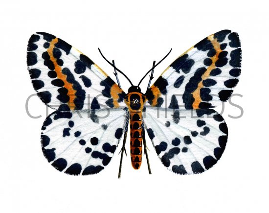 Illustration of Magpie Moth (Abraxas grossulariata) (#2041)