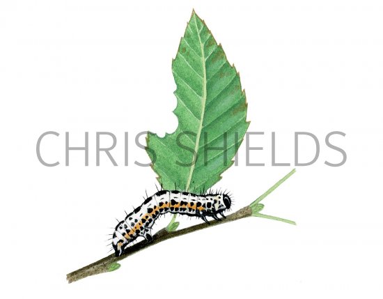 Illustration of Magpie Moth Caterpillar (Abraxus grossulariata) (#2511)