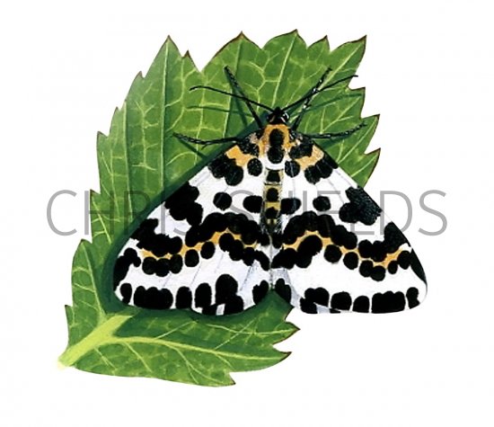 Illustration of Magpie Moth (Abraxas grossulariata) (#2868)