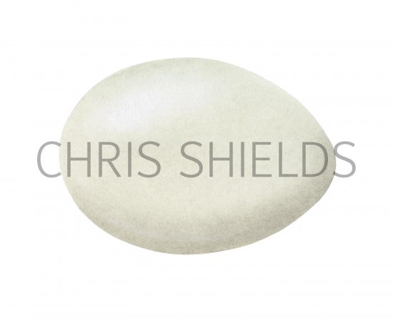 Illustration of Mallard egg (Anas platyrhyncho) (#2447)