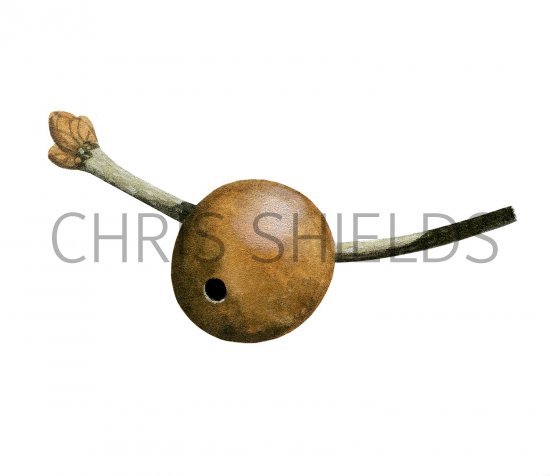 Illustration of Marble Gall (Andricus kollari) (#2875)
