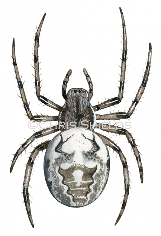 Illustration of Marbled Orb-weaver Spider (Araneus marmoreus) (#4236)