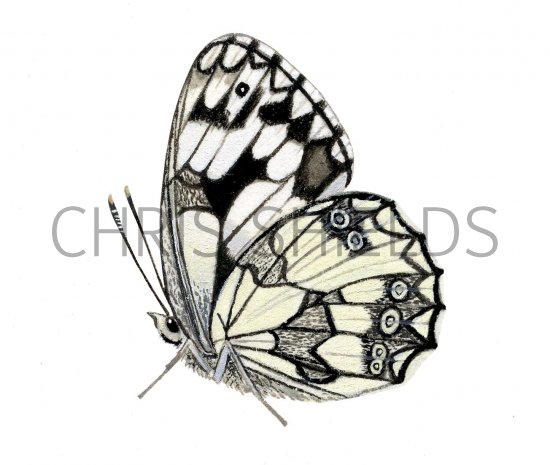 Illustration of Marbled White (Melanargia galathea) (#2324)