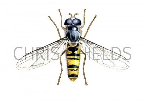 Illustration of Marmalade hoverfly (male) Episyrphus balteatus (#1248)