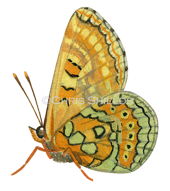 Illustration of Marsh Fritillary (Eurodryas aurinia) (#1468)