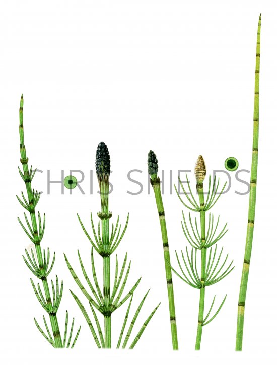 Illustration of Marsh Horsetail (Equisetum palustre) Left. Water Horsetail   (E. fluviatile) right. (#0830)