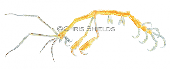 Illustration of Mauritian skeleton shrimp (Caprella scaura) (#4662)