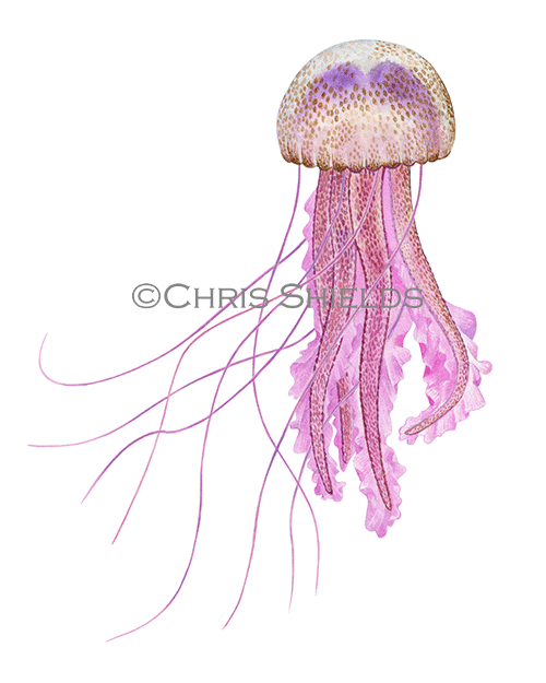 Illustration of Mauve Stinger Jellyfish (Pelagia noctiluca) (#4606)