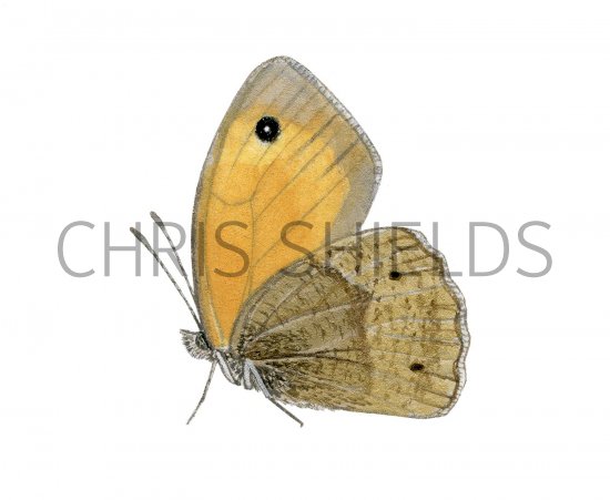 Illustration of Meadow Brown (Maniola jurtina)  (#2990)